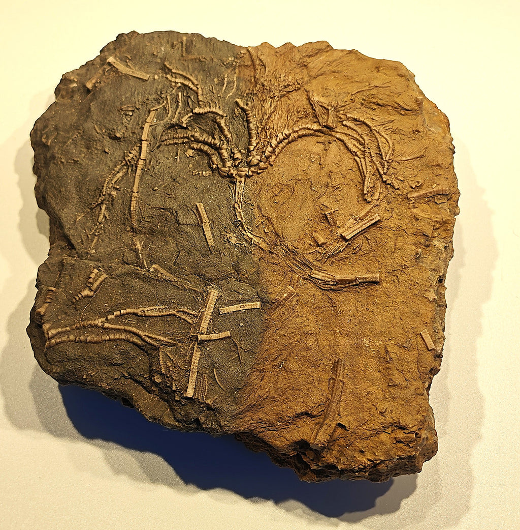 Seelilien-Krone, Chariocrinus andreae (DESOR)