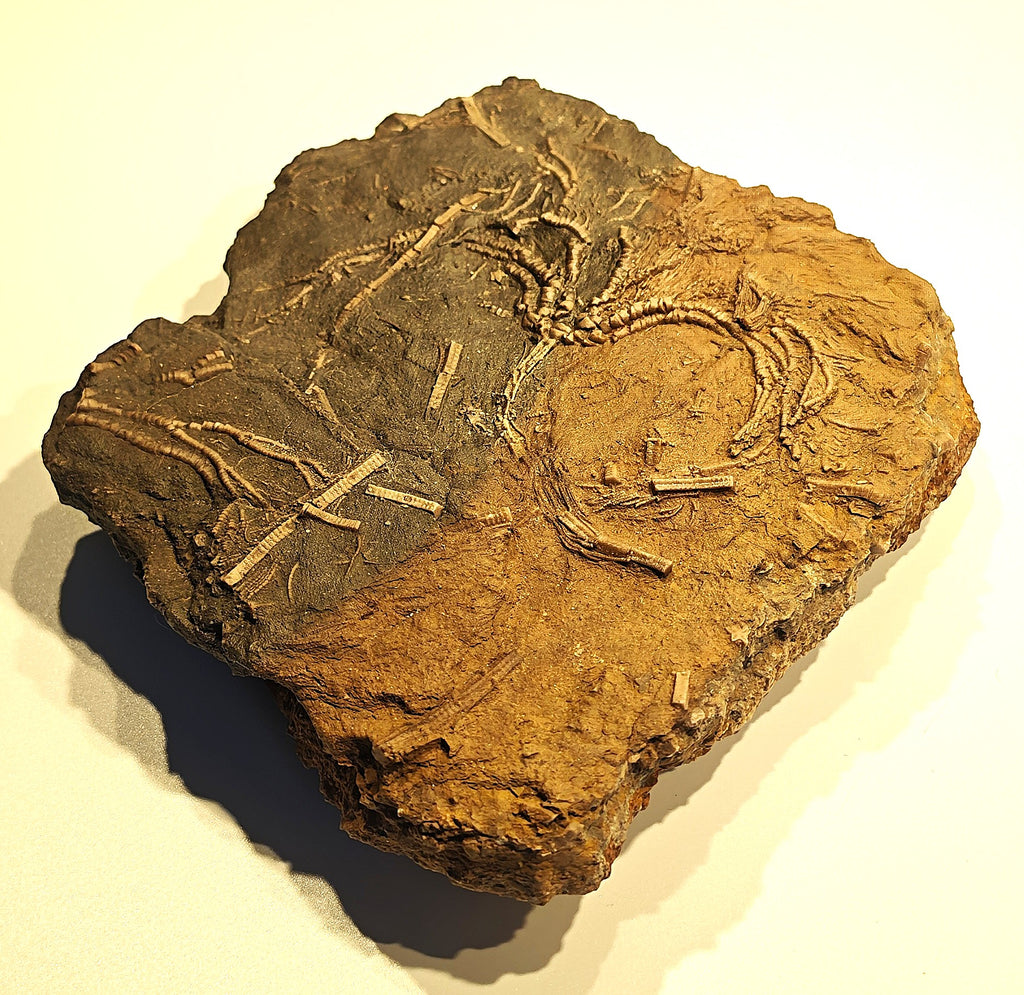 Seelilien-Krone, Chariocrinus andreae (DESOR)