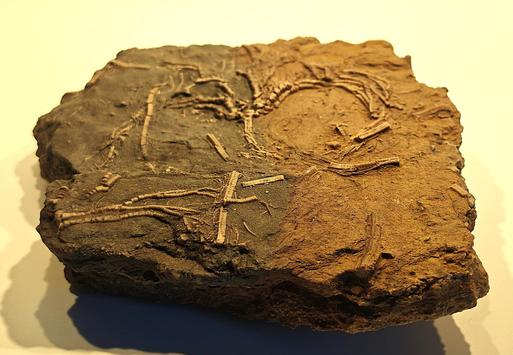 Seelilien-Krone, Chariocrinus andreae (DESOR)