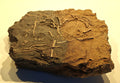 Seelilien-Krone, Chariocrinus andreae (DESOR)