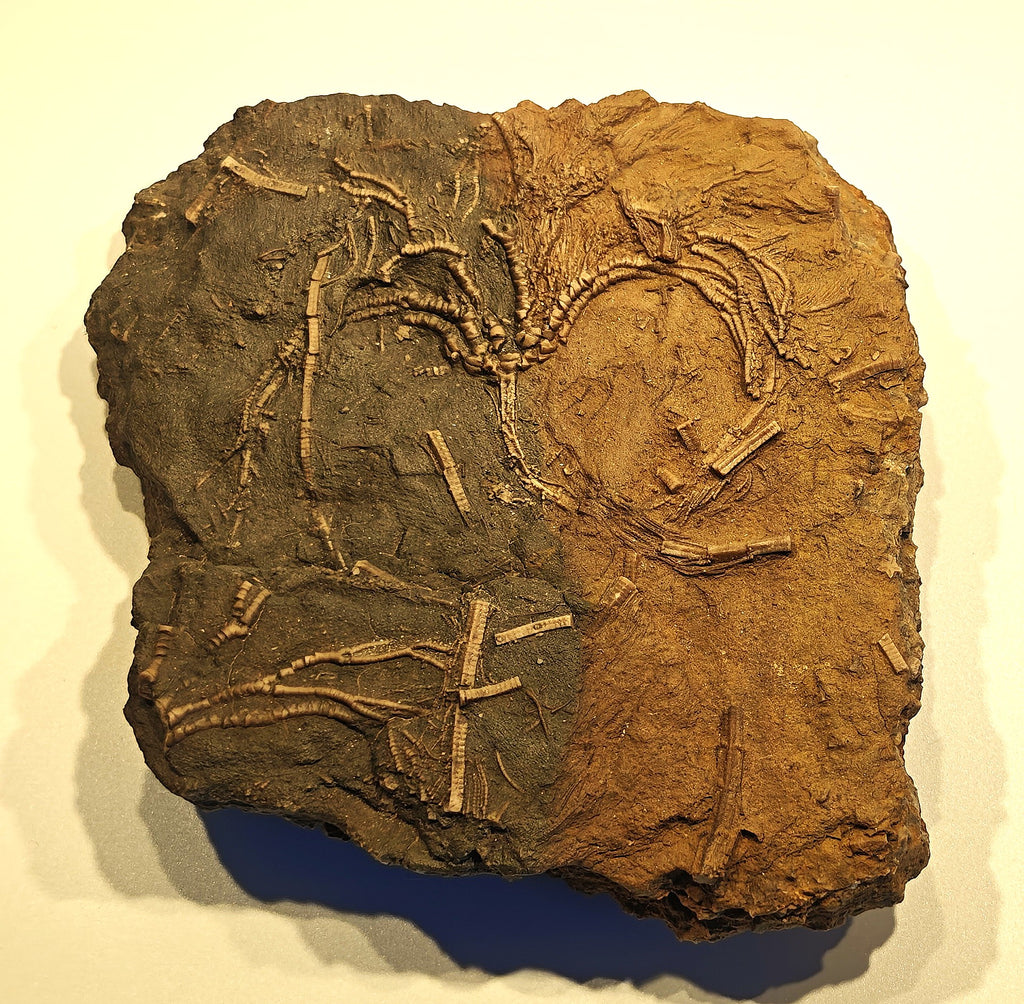Seelilien-Krone, Chariocrinus andreae (DESOR)