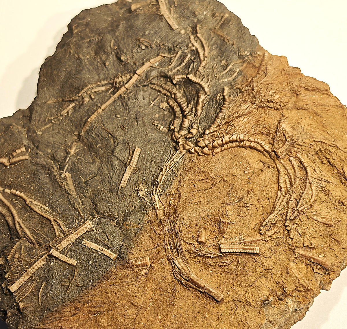 Seelilien-Krone, Chariocrinus andreae (DESOR)