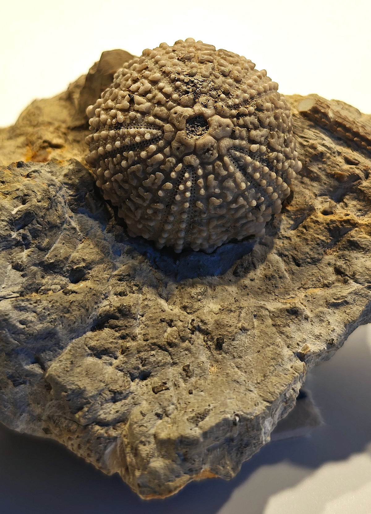 Seeigel, Glypticus hieroglyphicus (GOLDFUSS, 1826)
