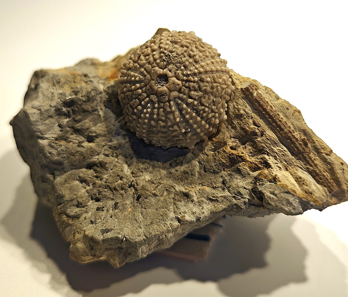 Seeigel, Glypticus hieroglyphicus (GOLDFUSS, 1826)