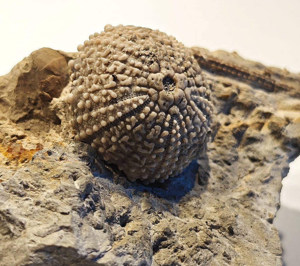 Seeigel, Glypticus hieroglyphicus (GOLDFUSS, 1826)