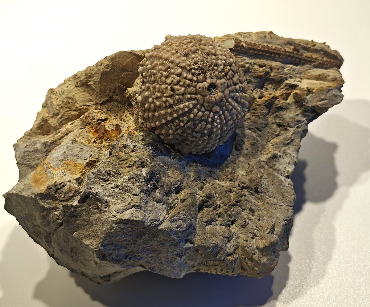 Seeigel, Glypticus hieroglyphicus (GOLDFUSS, 1826)