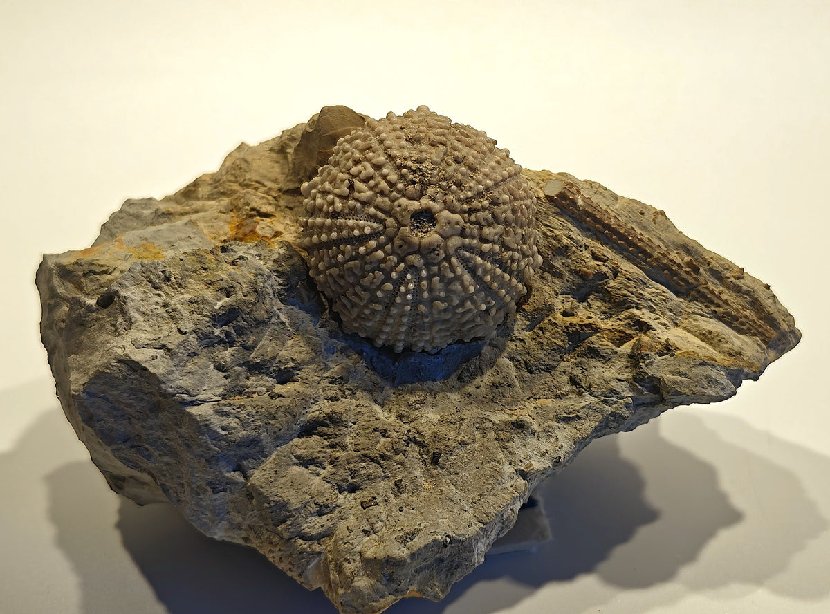 Seeigel, Glypticus hieroglyphicus (GOLDFUSS, 1826)