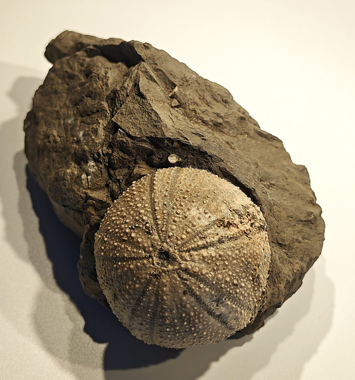 Seeigel, Stomechinus perlatus (DESMAREST, 1827)