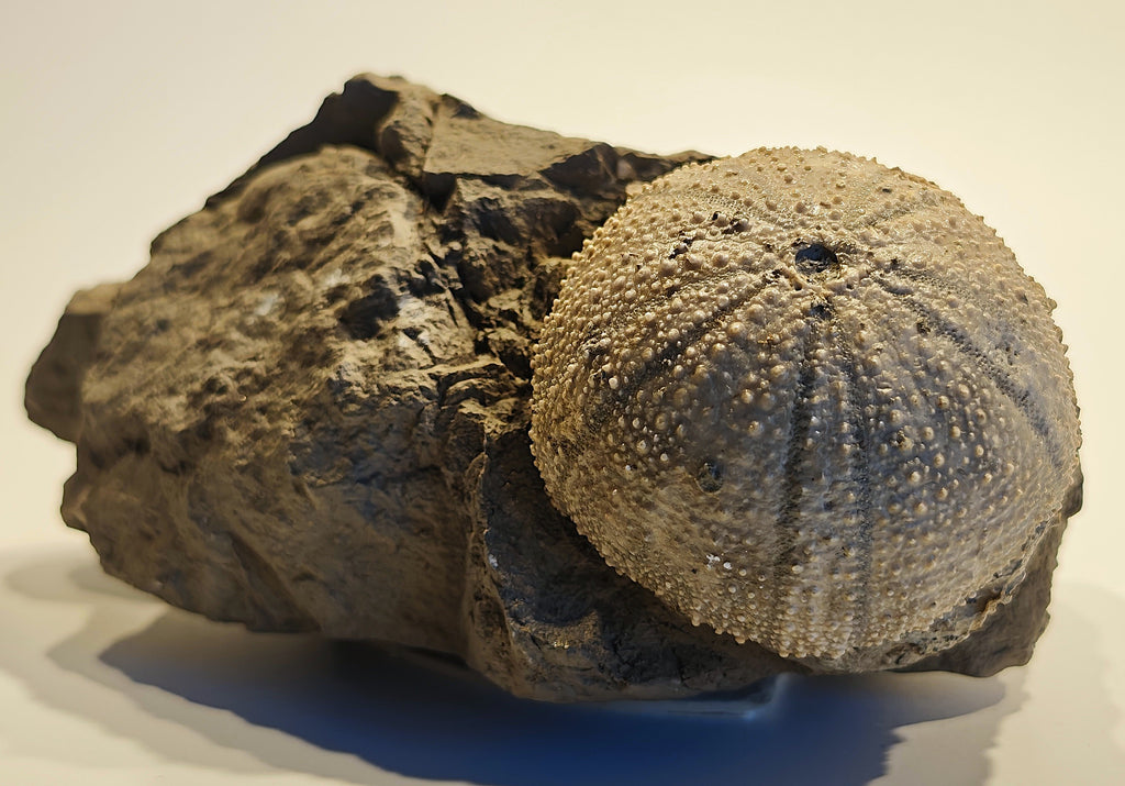 Seeigel, Stomechinus perlatus (DESMAREST, 1827)