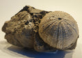 Seeigel, Stomechinus perlatus (DESMAREST, 1827)