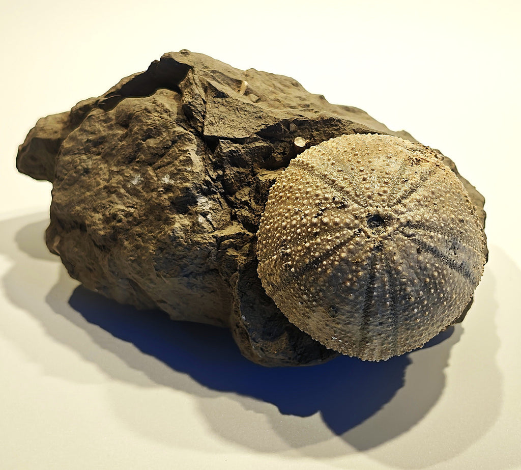 Seeigel, Stomechinus perlatus (DESMAREST, 1827)