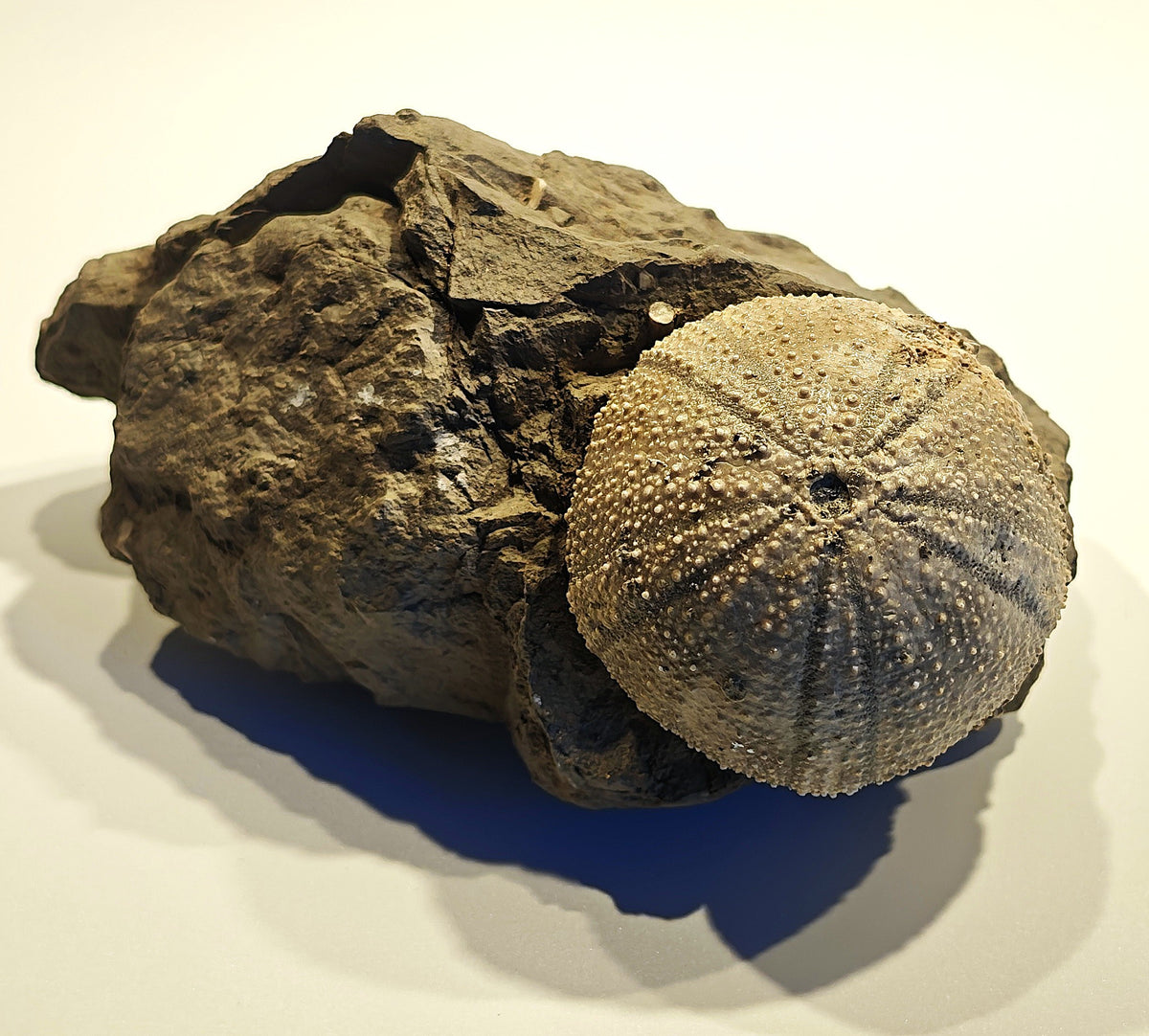 Seeigel, Stomechinus perlatus (DESMAREST, 1827)
