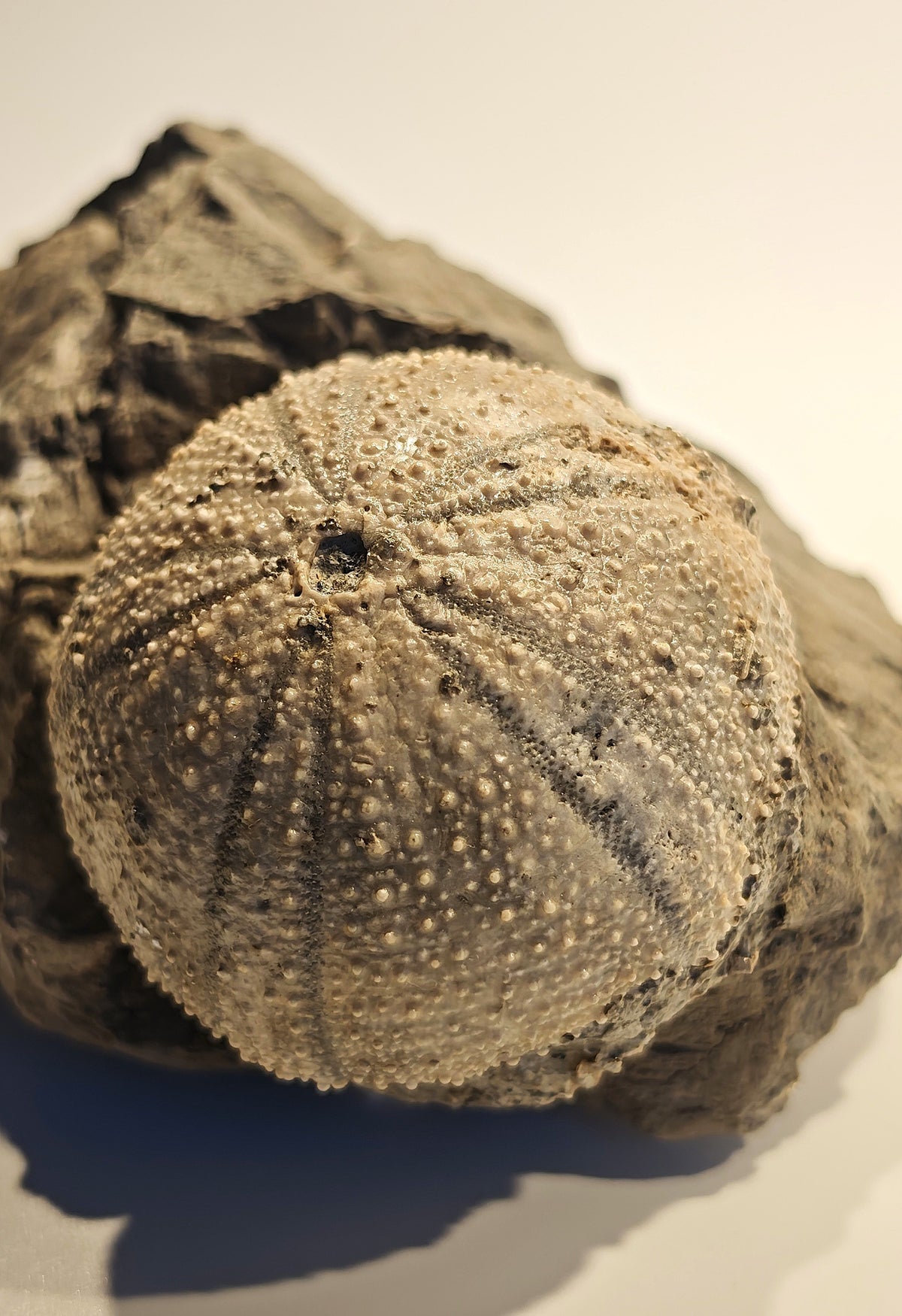 Seeigel, Stomechinus perlatus (DESMAREST, 1827)