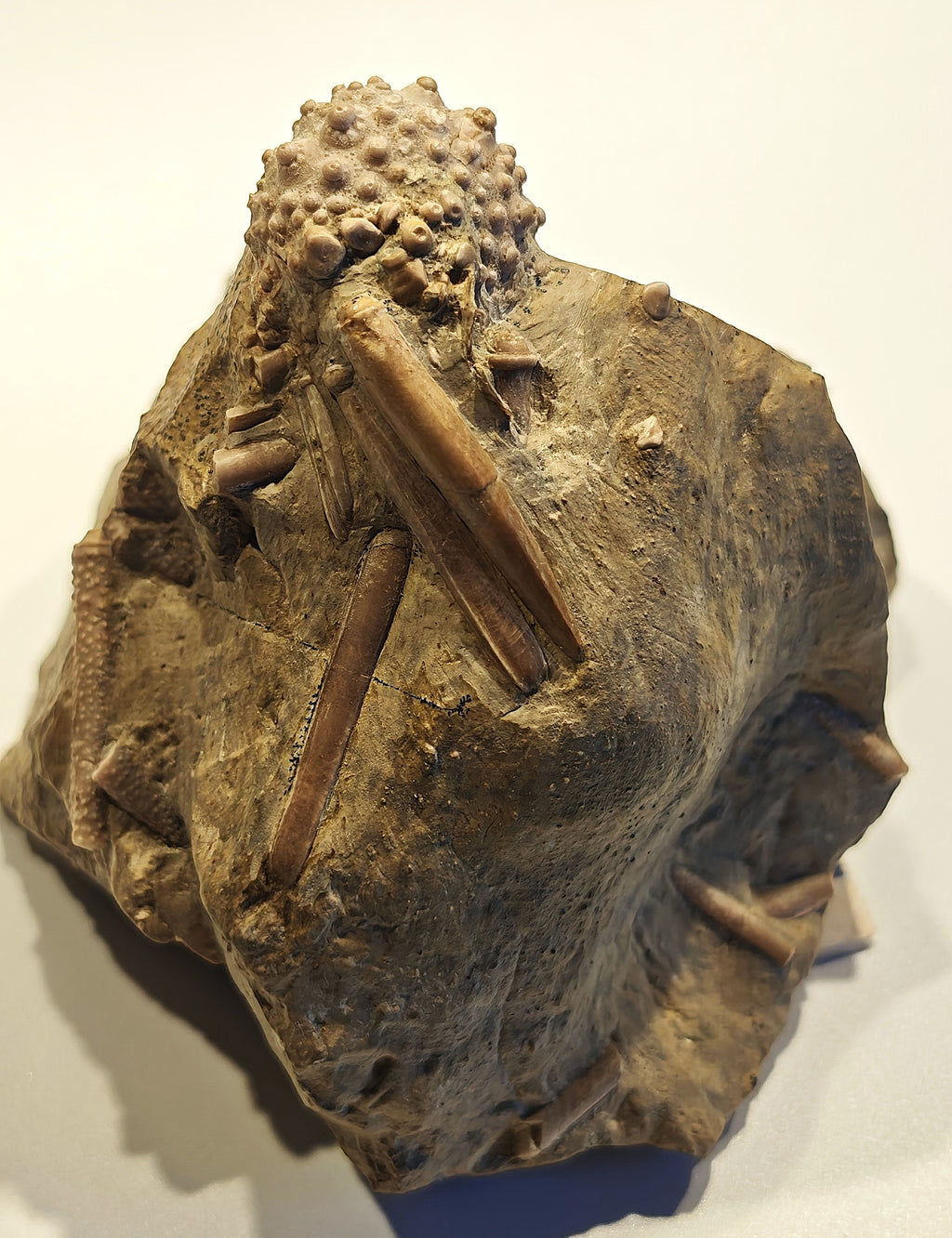 Seeigel, Acrocidaris nobilis (Agassiz, 1840)