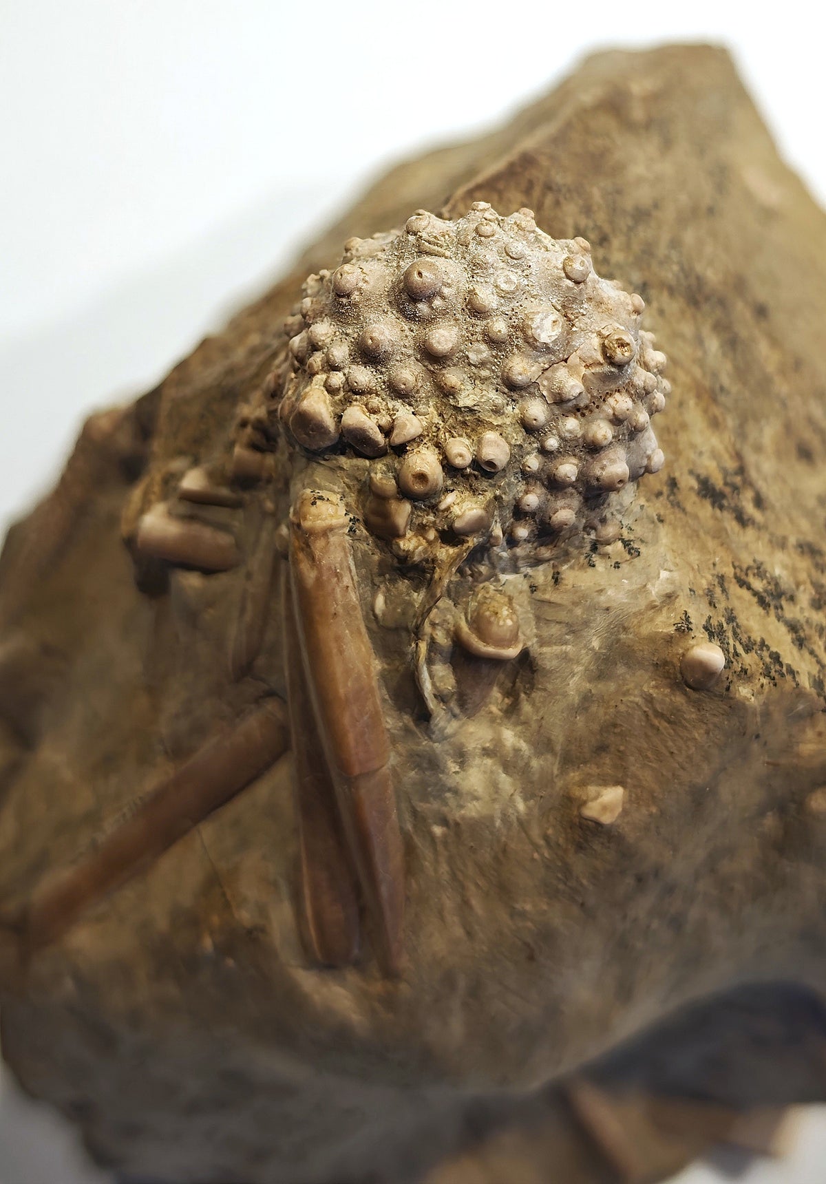 Seeigel, Acrocidaris nobilis (Agassiz, 1840)