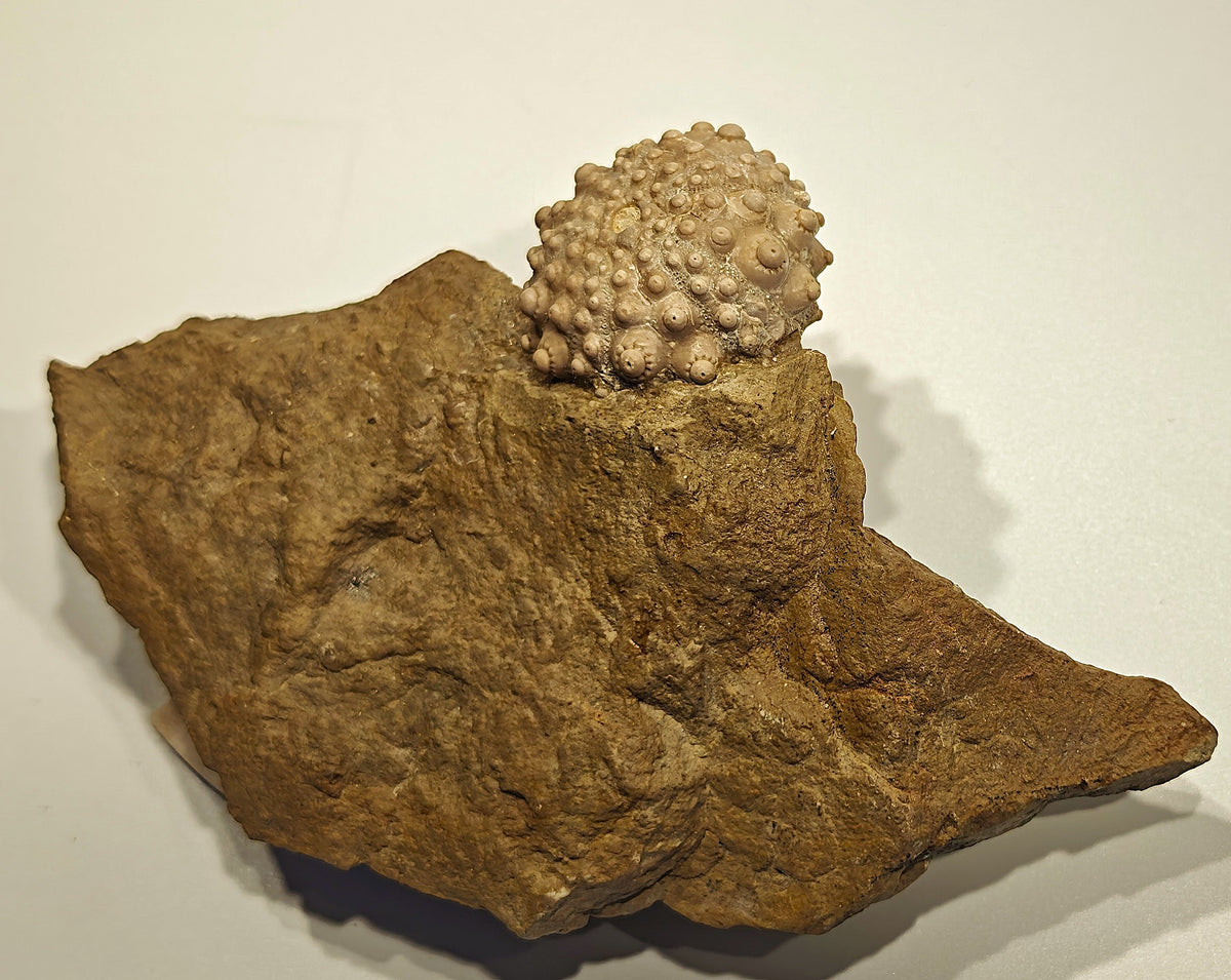 Seeigel, Acrocidaris nobilis (Agassiz, 1840)