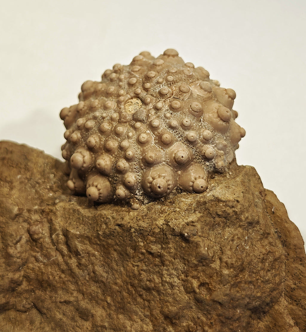 Seeigel, Acrocidaris nobilis (Agassiz, 1840)
