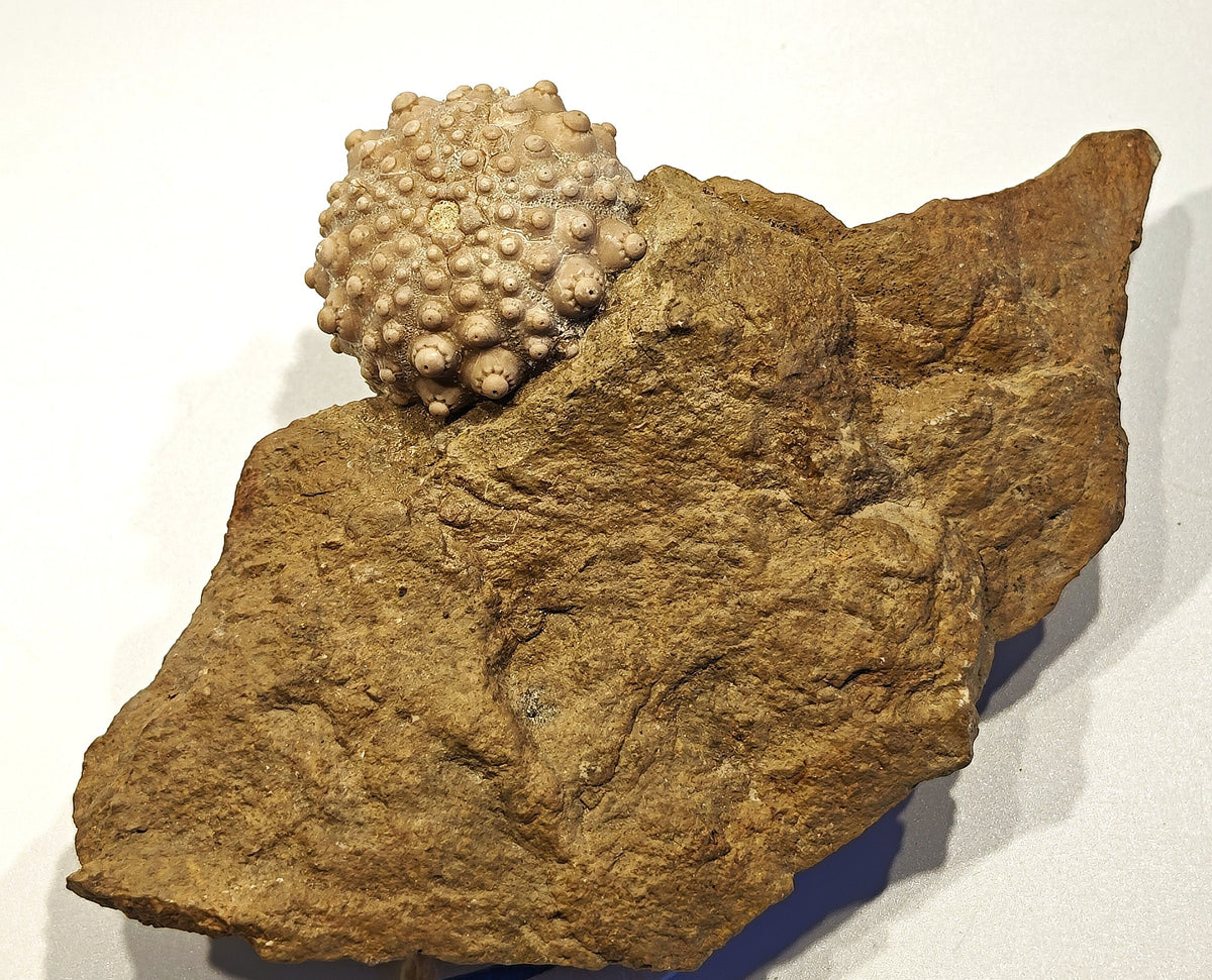 Seeigel, Acrocidaris nobilis (Agassiz, 1840)