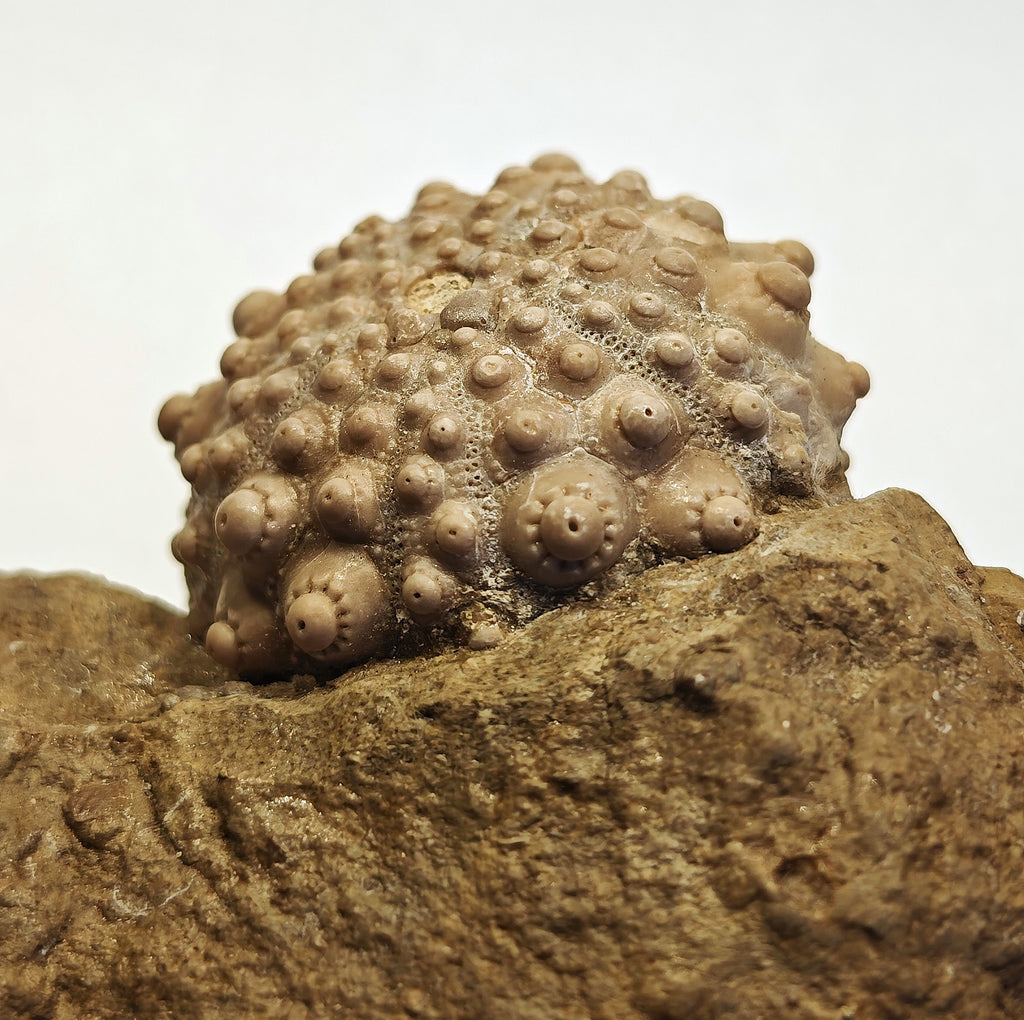 Seeigel, Acrocidaris nobilis (Agassiz, 1840)