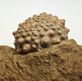 Seeigel, Acrocidaris nobilis (Agassiz, 1840)