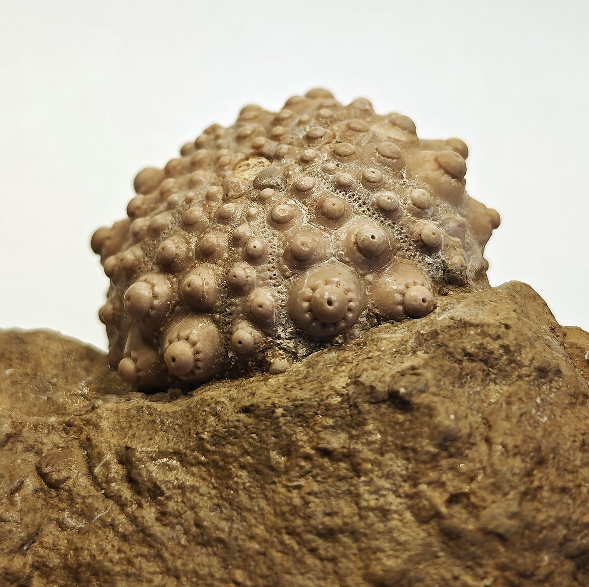 Seeigel, Acrocidaris nobilis (Agassiz, 1840)