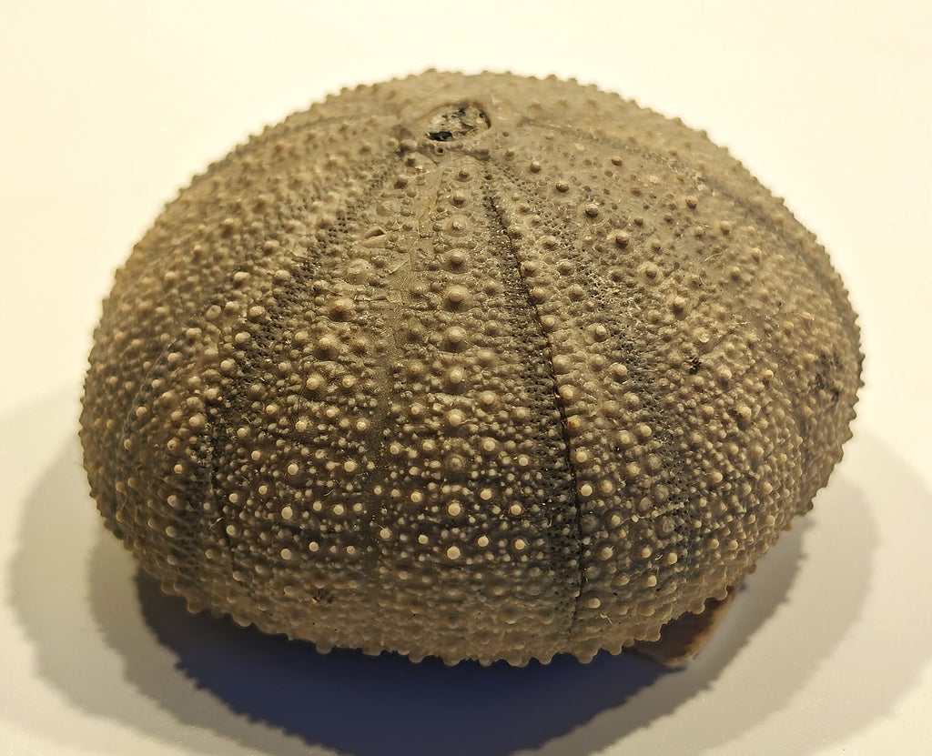 Seeigel, Stomechinus perlatus (DESMAREST, 1827)