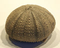 Seeigel, Stomechinus perlatus (DESMAREST, 1827)