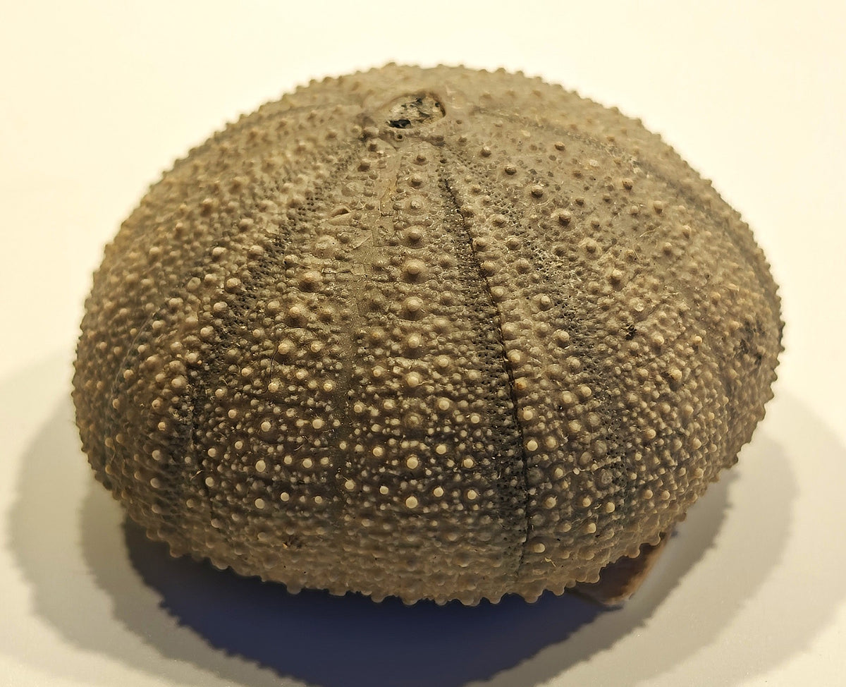 Seeigel, Stomechinus perlatus (DESMAREST, 1827)