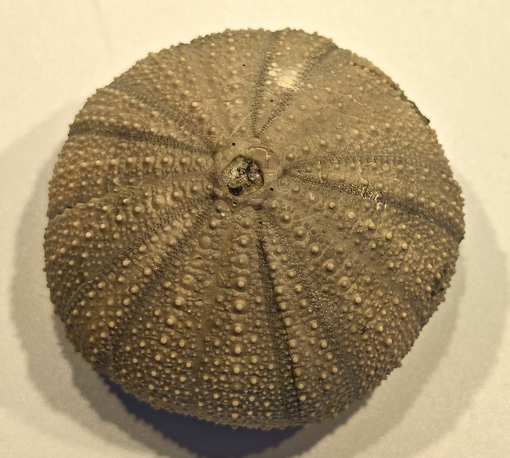 Seeigel, Stomechinus perlatus (DESMAREST, 1827)