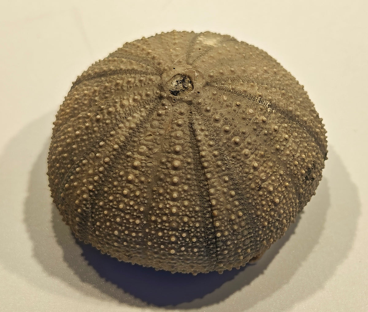 Seeigel, Stomechinus perlatus (DESMAREST, 1827)