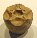 Seelilienkelch, Apiocrinites roissyanus (D'ORBIGNI)