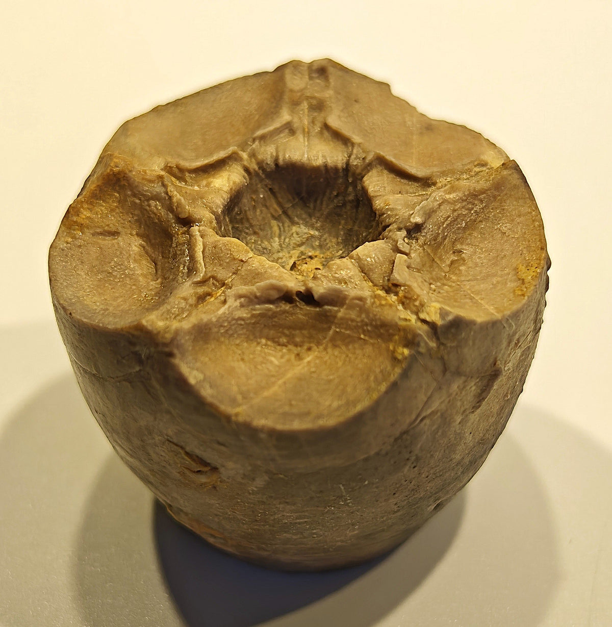 Seelilienkelch, Apiocrinites roissyanus (D'ORBIGNI)