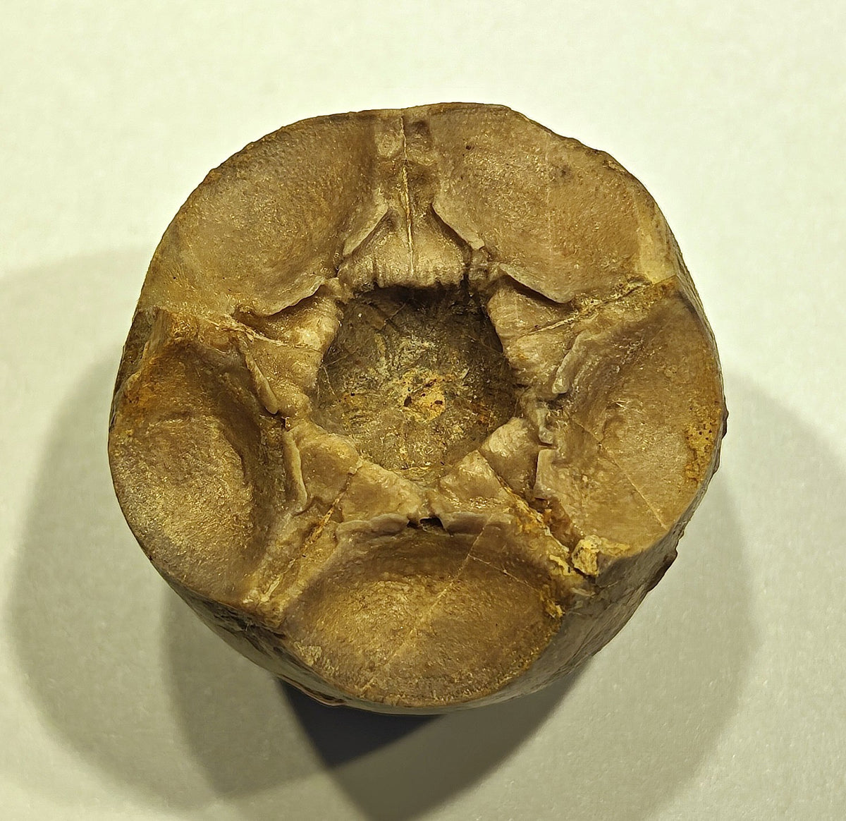Seelilienkelch, Apiocrinites roissyanus (D'ORBIGNI)
