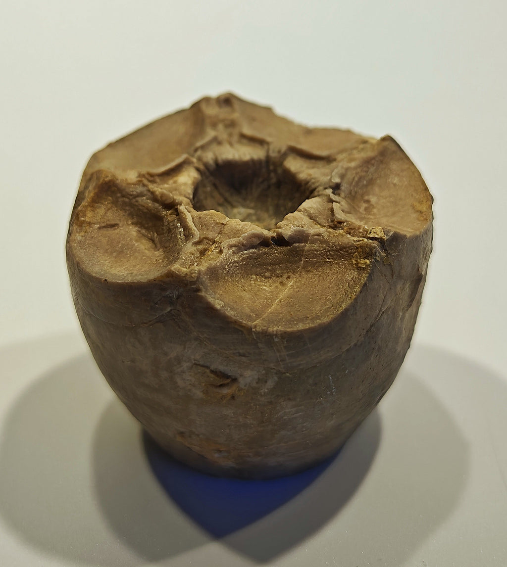 Seelilienkelch, Apiocrinites roissyanus (D'ORBIGNI)