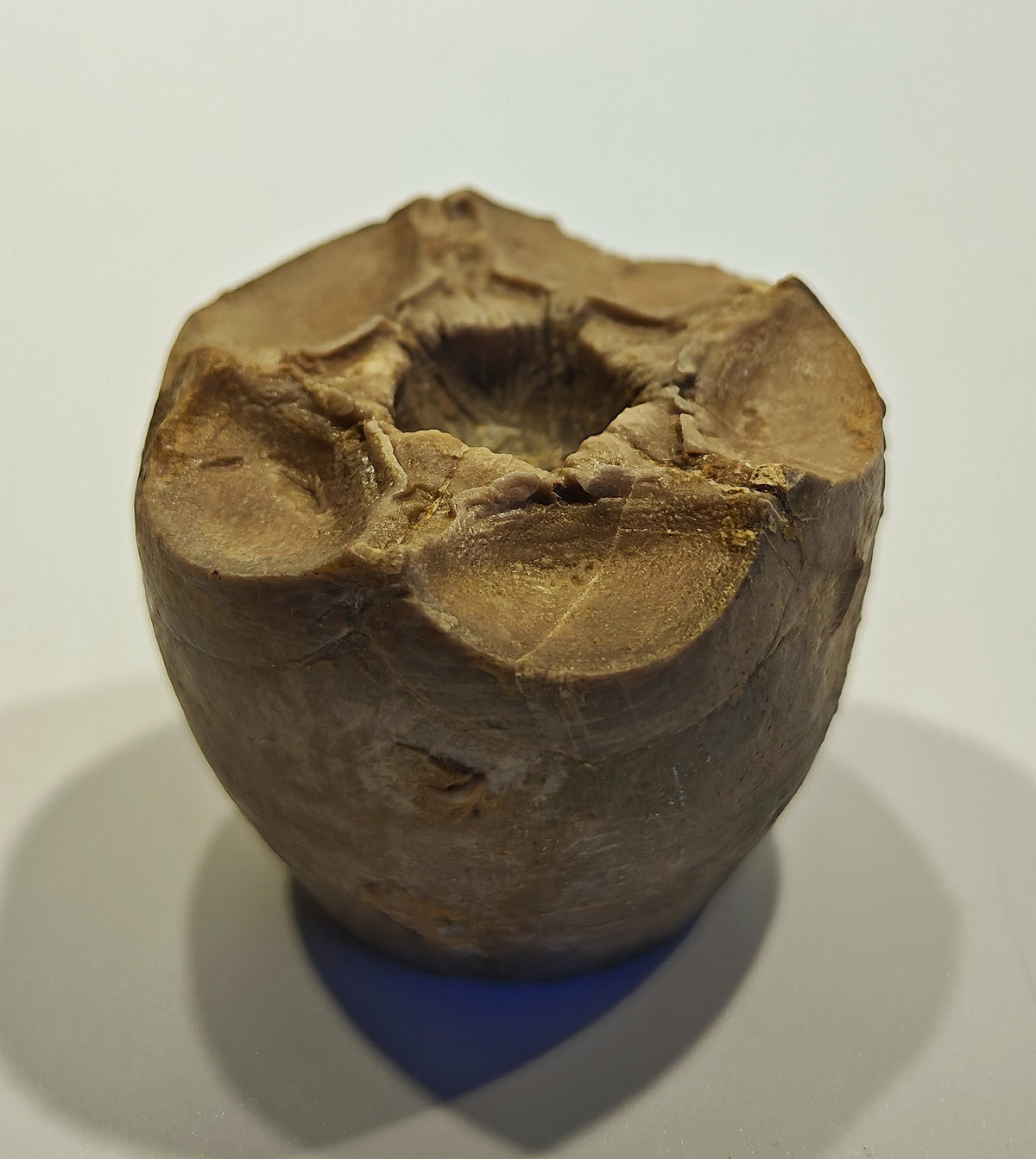 Seelilienkelch, Apiocrinites roissyanus (D'ORBIGNI)