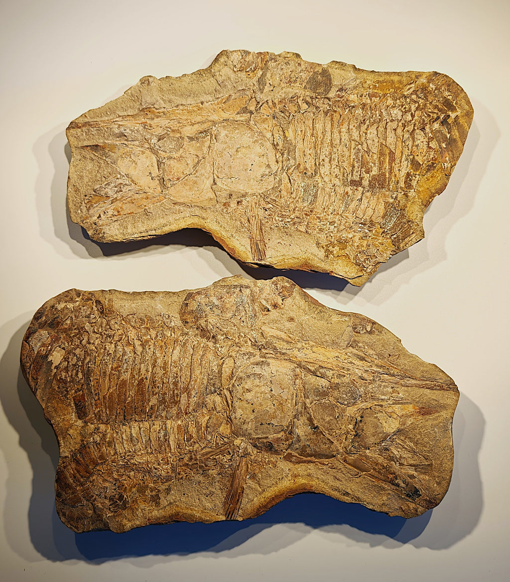 Fisch, Aspidorhynchus comptoni