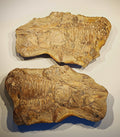 Fisch, Aspidorhynchus comptoni