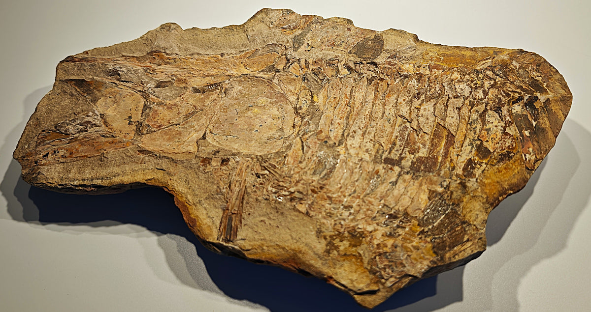 Fisch, Aspidorhynchus comptoni