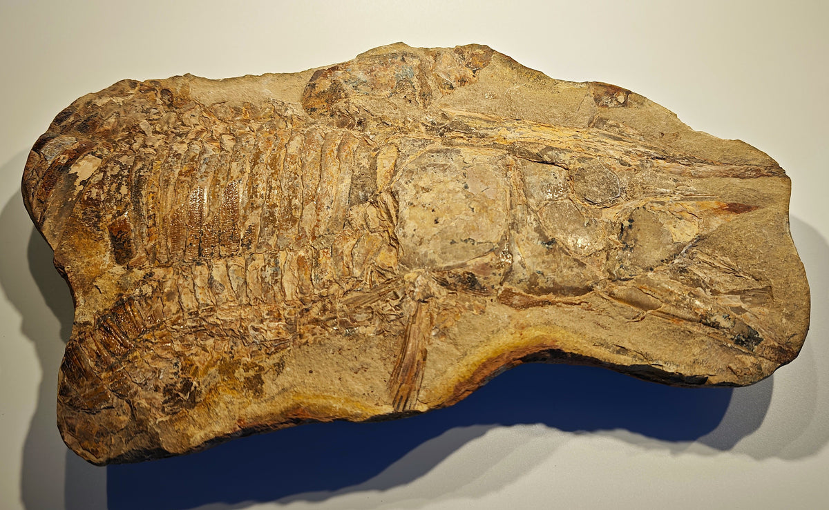 Fisch, Aspidorhynchus comptoni