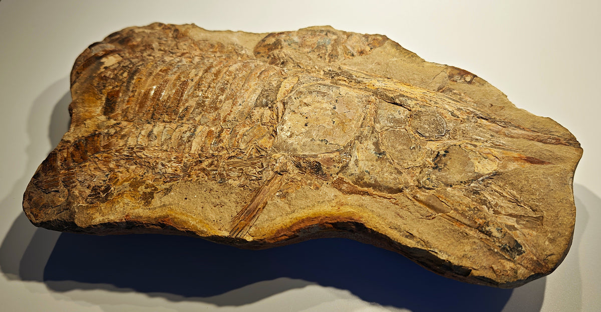 Fisch, Aspidorhynchus comptoni