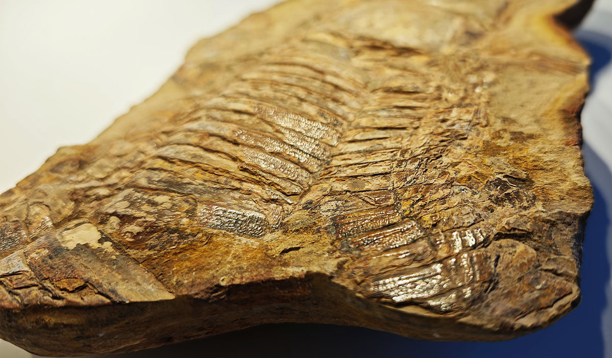 Fisch, Aspidorhynchus comptoni