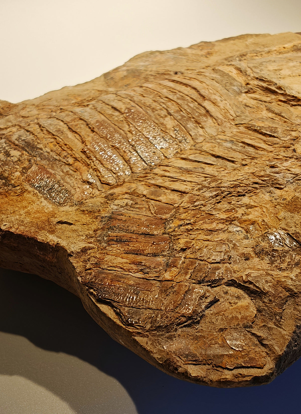 Fisch, Aspidorhynchus comptoni