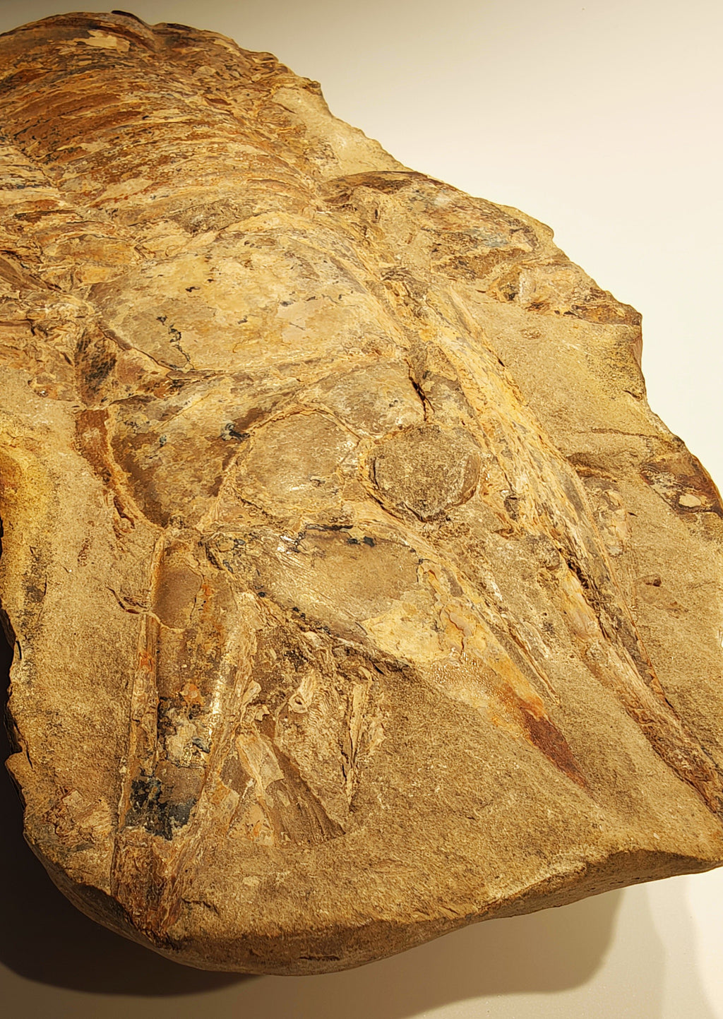 Fisch, Aspidorhynchus comptoni