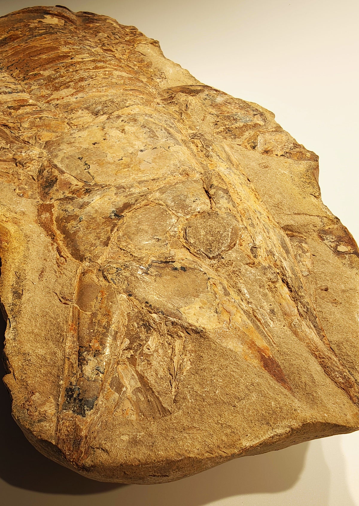 Fisch, Aspidorhynchus comptoni